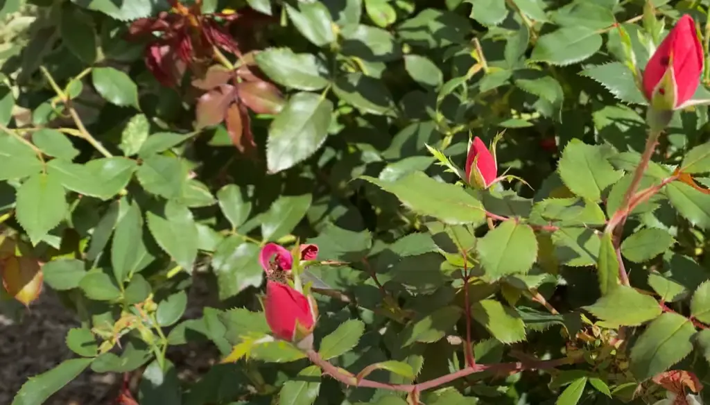 Do Knockout Roses grow faster when you deadhead them?