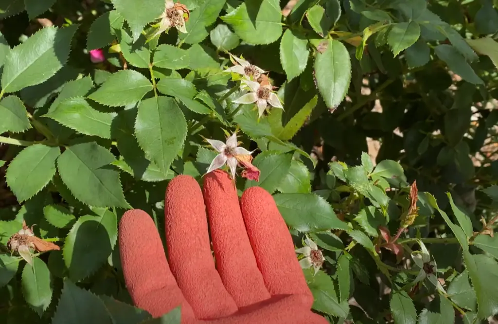 Tips in Deadheading Knockout Roses