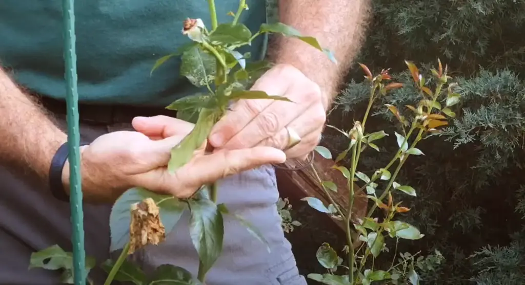 Are Knockout Roses Fragrant?