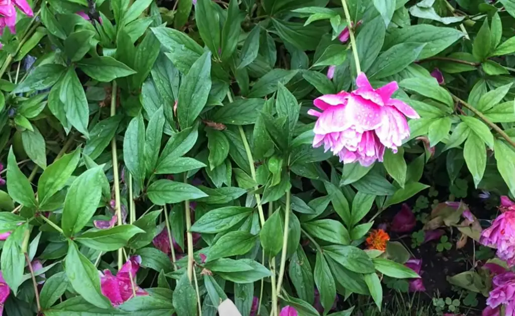 Remove Spent Flowers with Pruning Shears or Fingertips