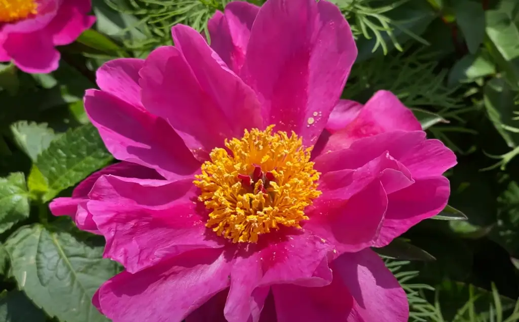 What Is the Best Time to Fertilize Peonies?