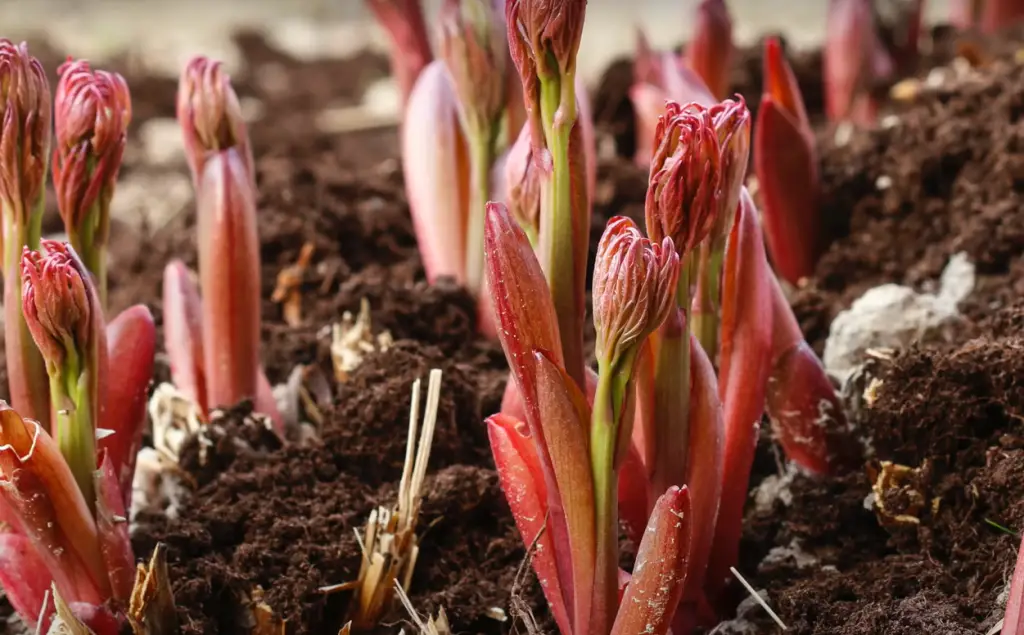 What Are the Benefits of Properly Fertilizing Peony Plants?