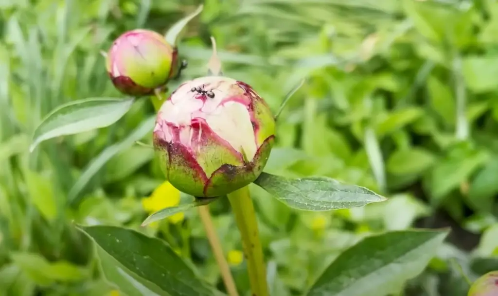 When and How Often Should You Fertilize Peonies?