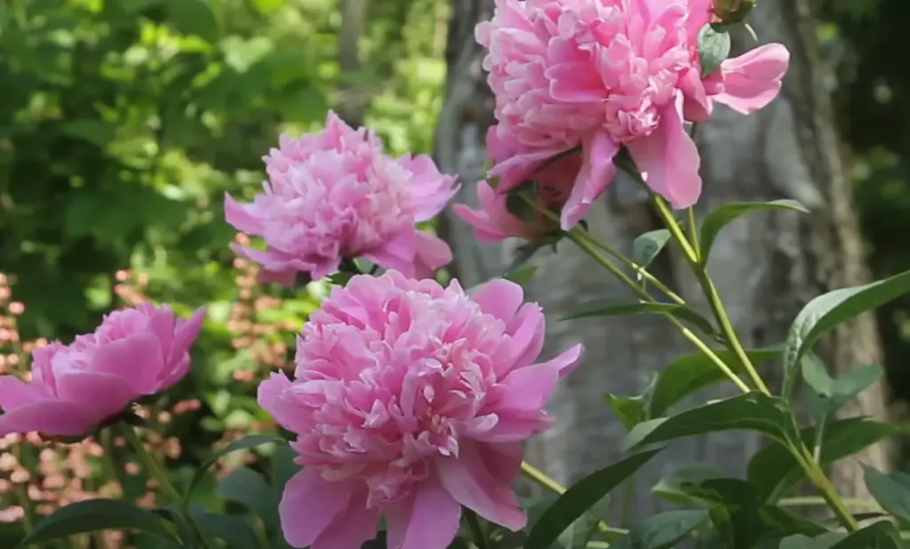 Applying Granular Fertilizers To Peonies