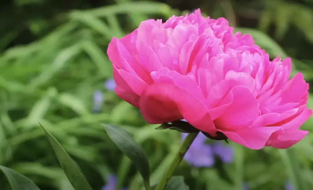Common Problems That Result From Improperly Fertilized Peonies