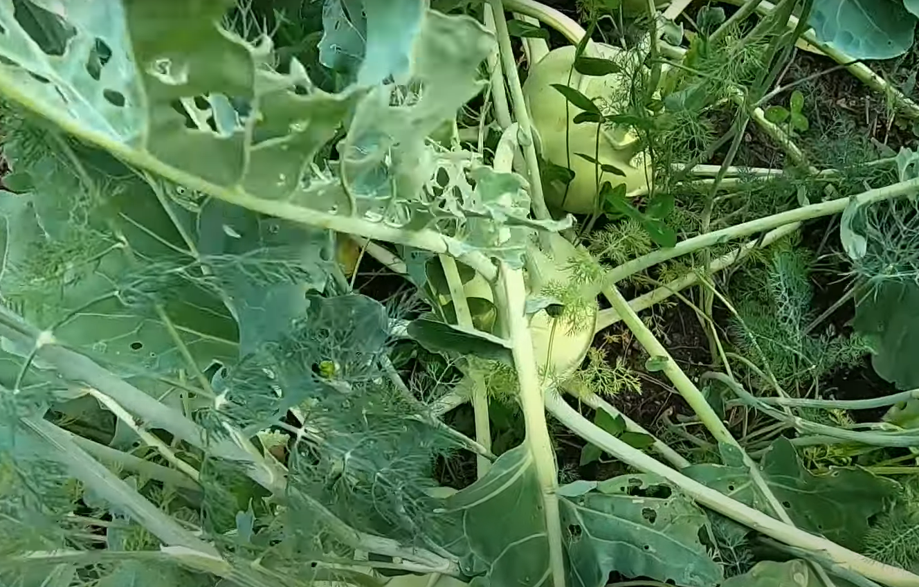 How to Get Rid of Cabbage Worms? GardenProfy