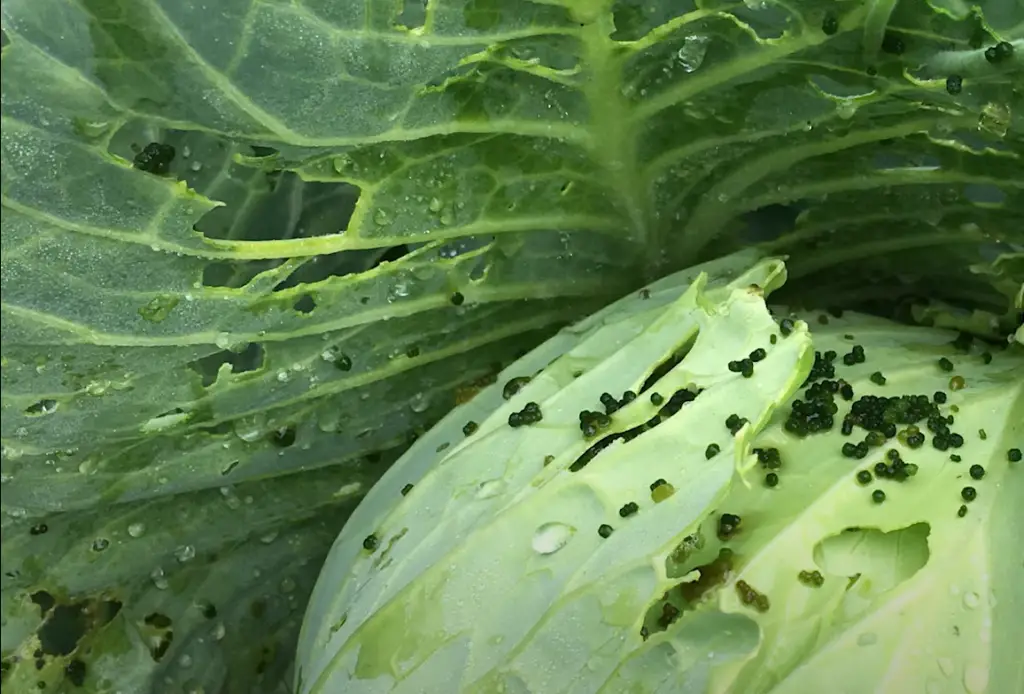 Does cold weather kill cabbage worms?