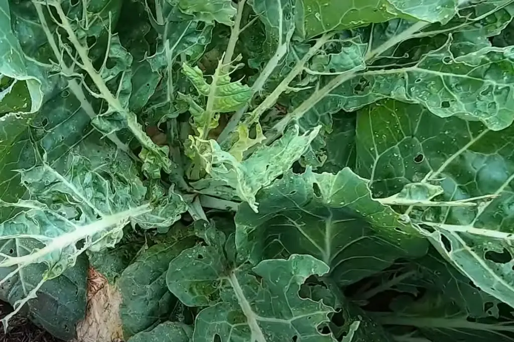 Companion Planting to Prevent Cabbage Worms