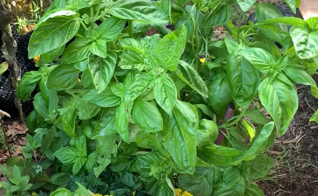 Pruning Basil Cuttings