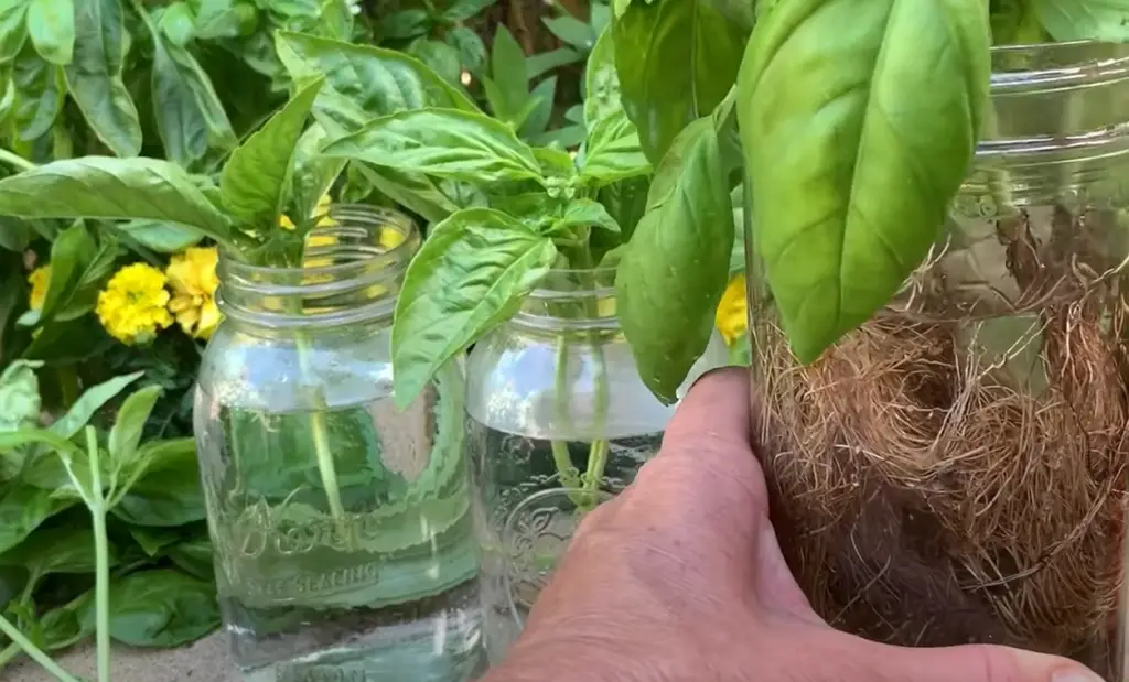 Will Basil Cuttings Root in Water?