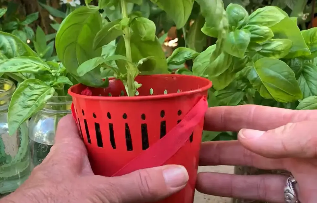 Do Basil Cuttings Need Sun?