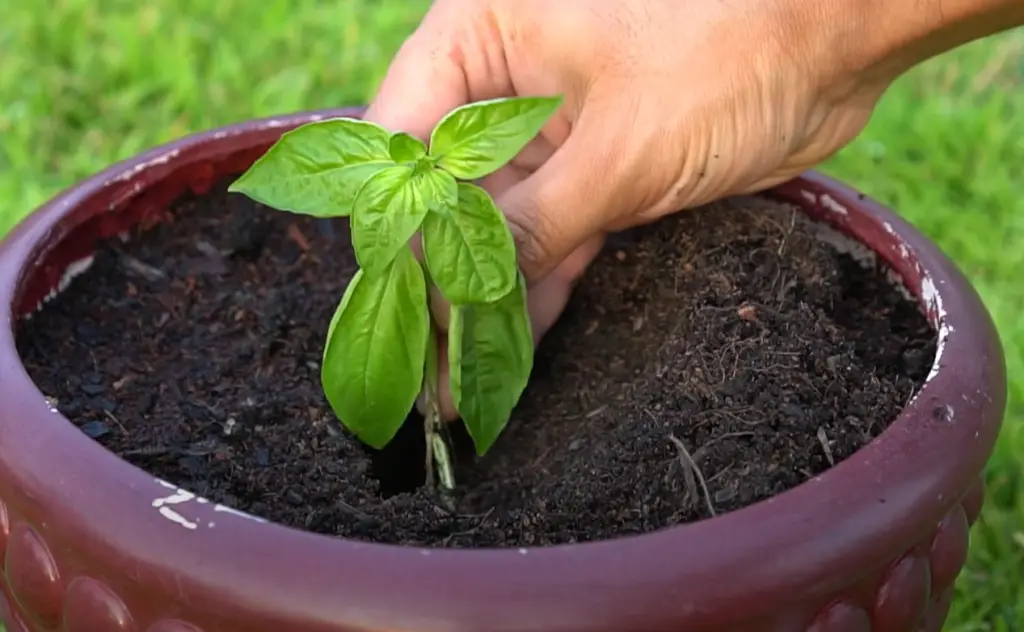 Benefits of Growing Basil From Cuttings