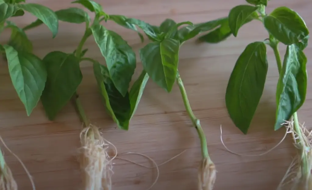 Different Types of Basil Plants