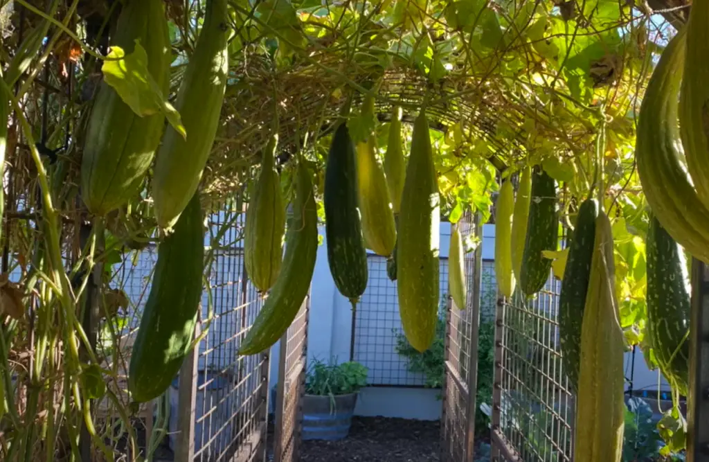 What is the best climate to grow loofah?