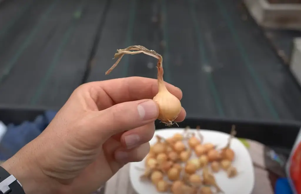 How can I save onion seeds for the next season?