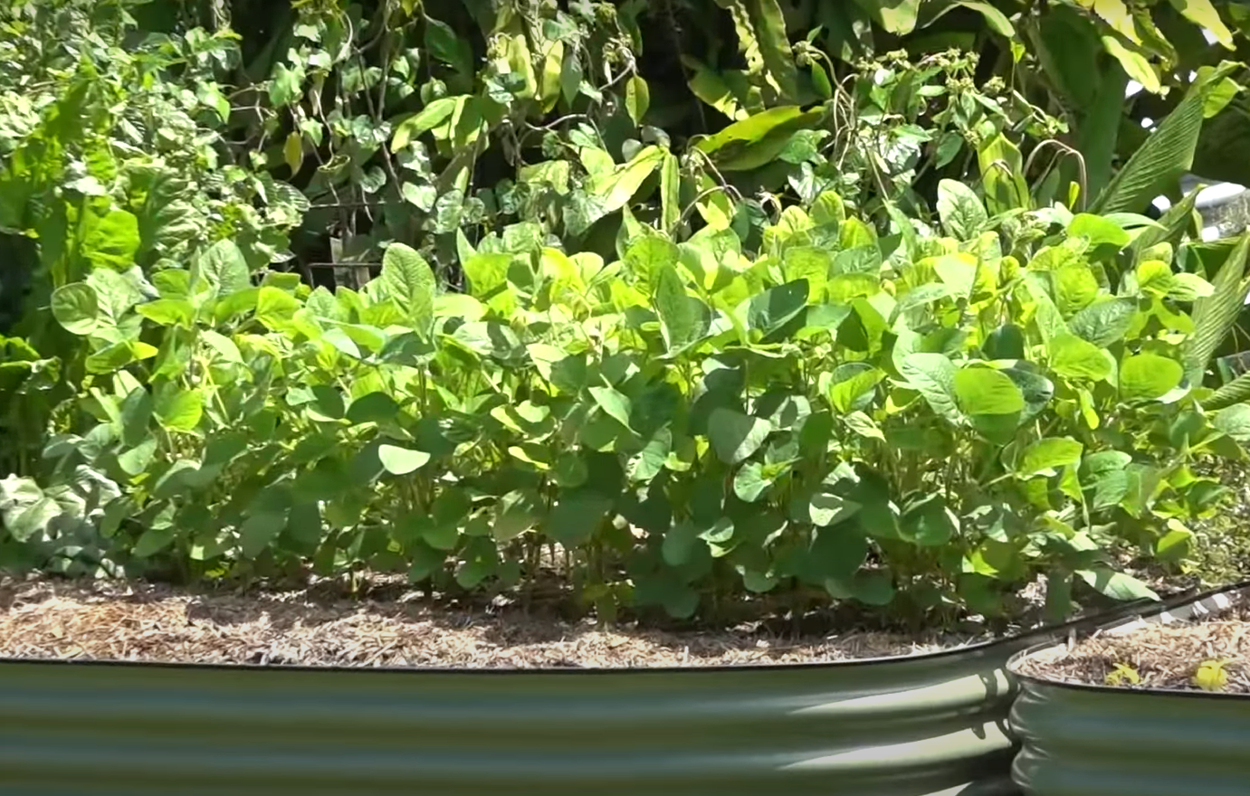 How to Grow Soybeans in the Garden? GardenProfy