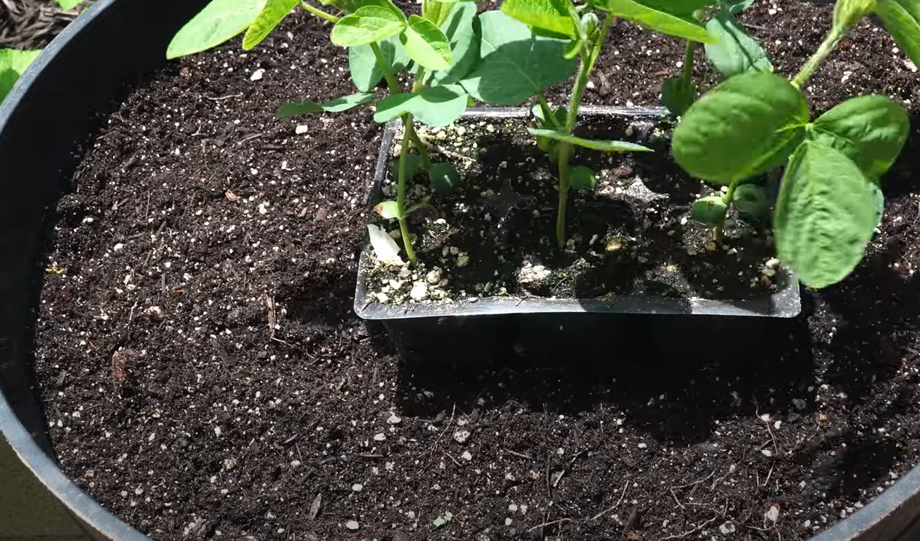 How to Grow Soybeans in the Garden? GardenProfy