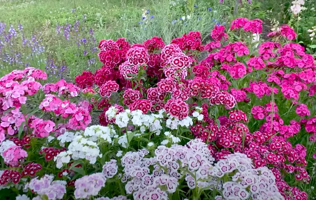 Is Sweet William a perennial or annual?