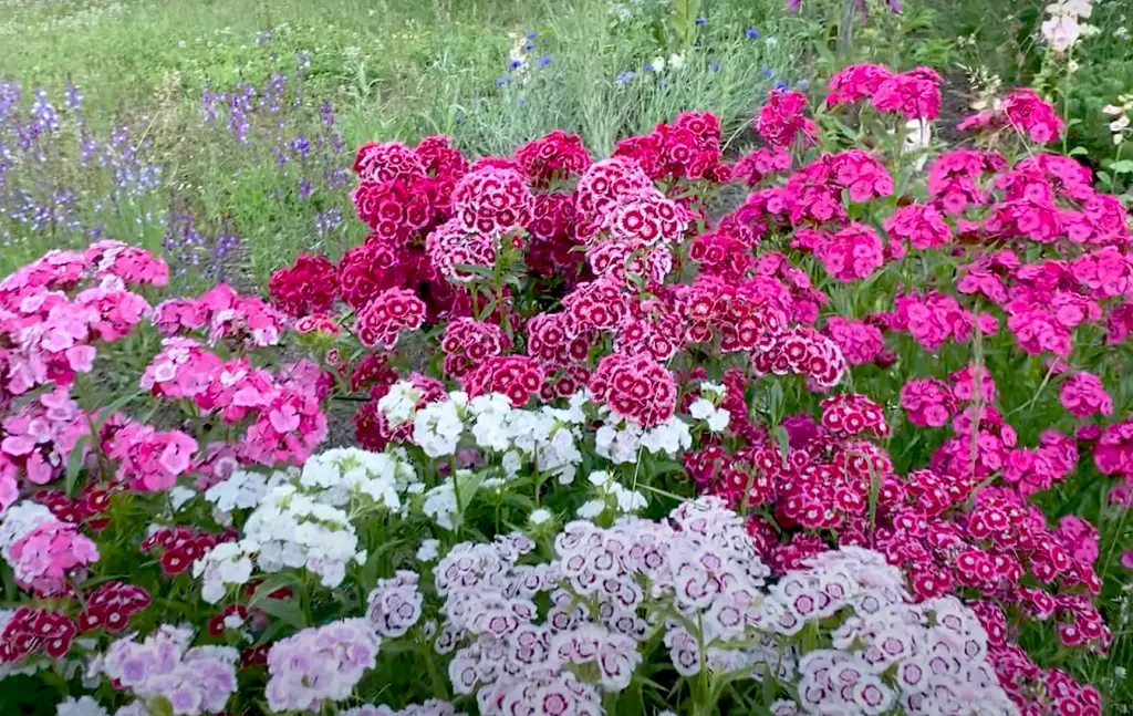 How to Grow Sweet William Plants? - GardenProfy