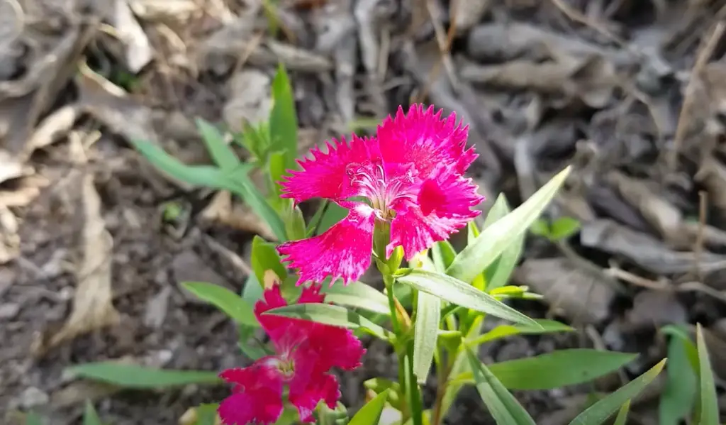 History of Sweet William Plant