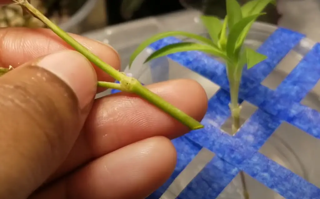 Pruning and Deadheading Techniques