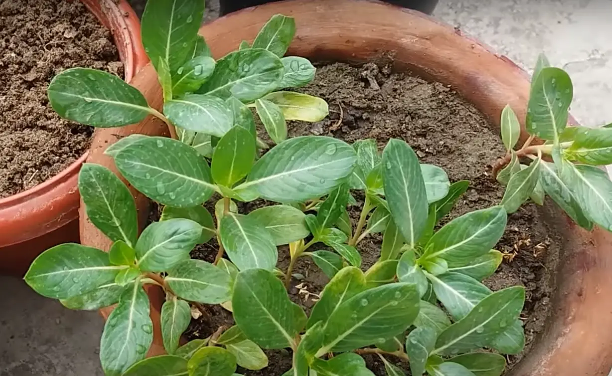 How to Grow Vinca From Seed? GardenProfy