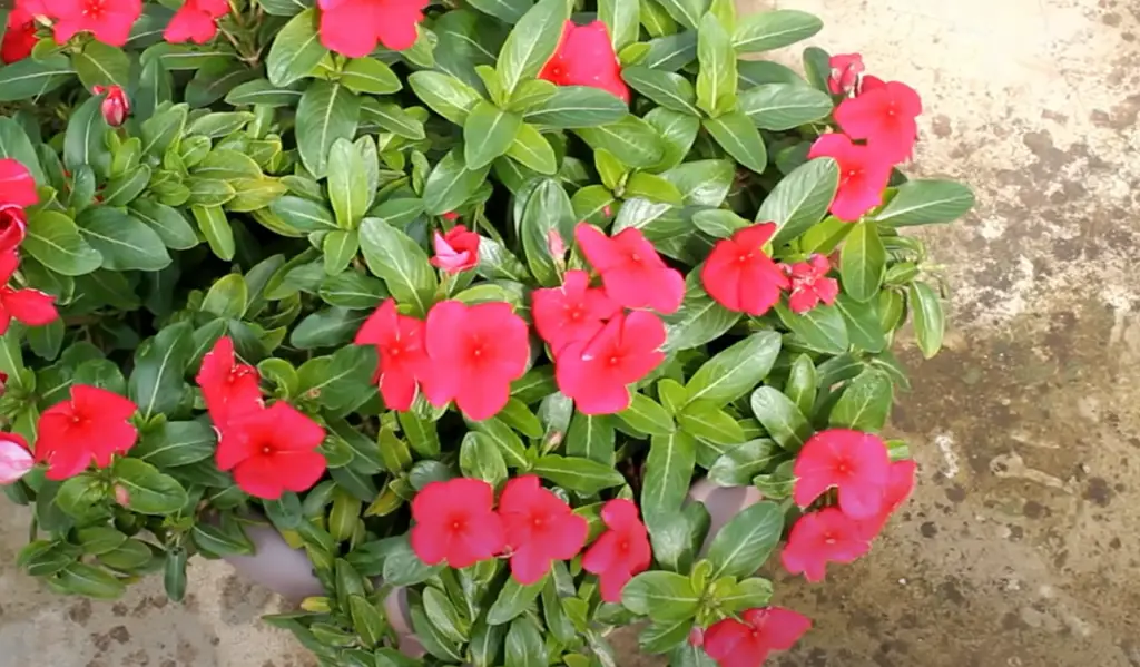 Is It Easy To Grow Vinca From Seed?