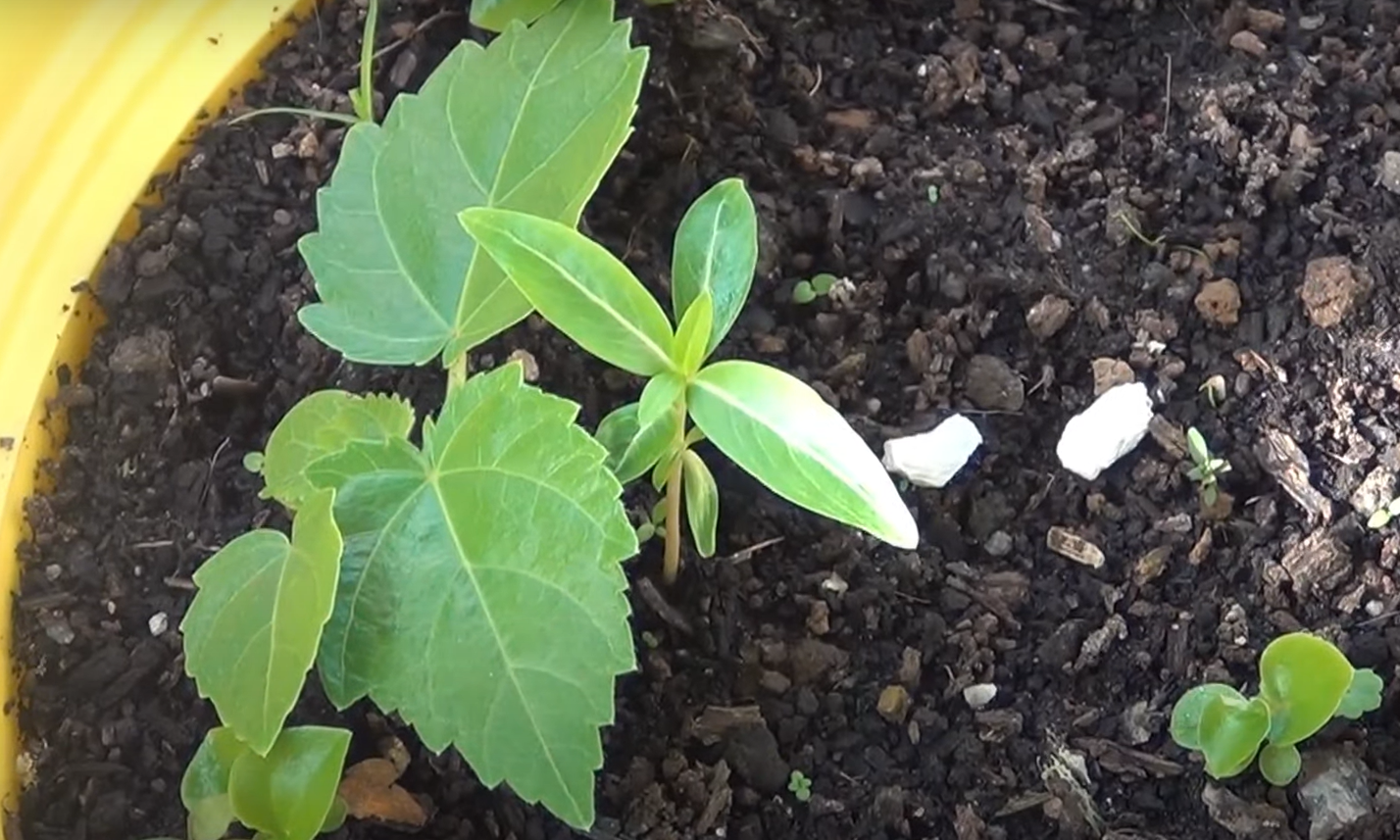 How to Grow Vinca From Seed? GardenProfy