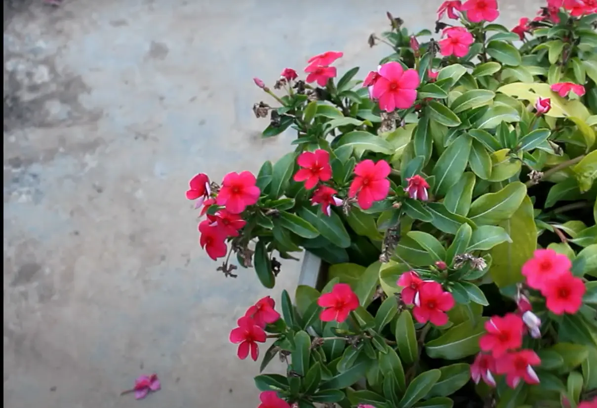 How to Grow Vinca From Seed? GardenProfy