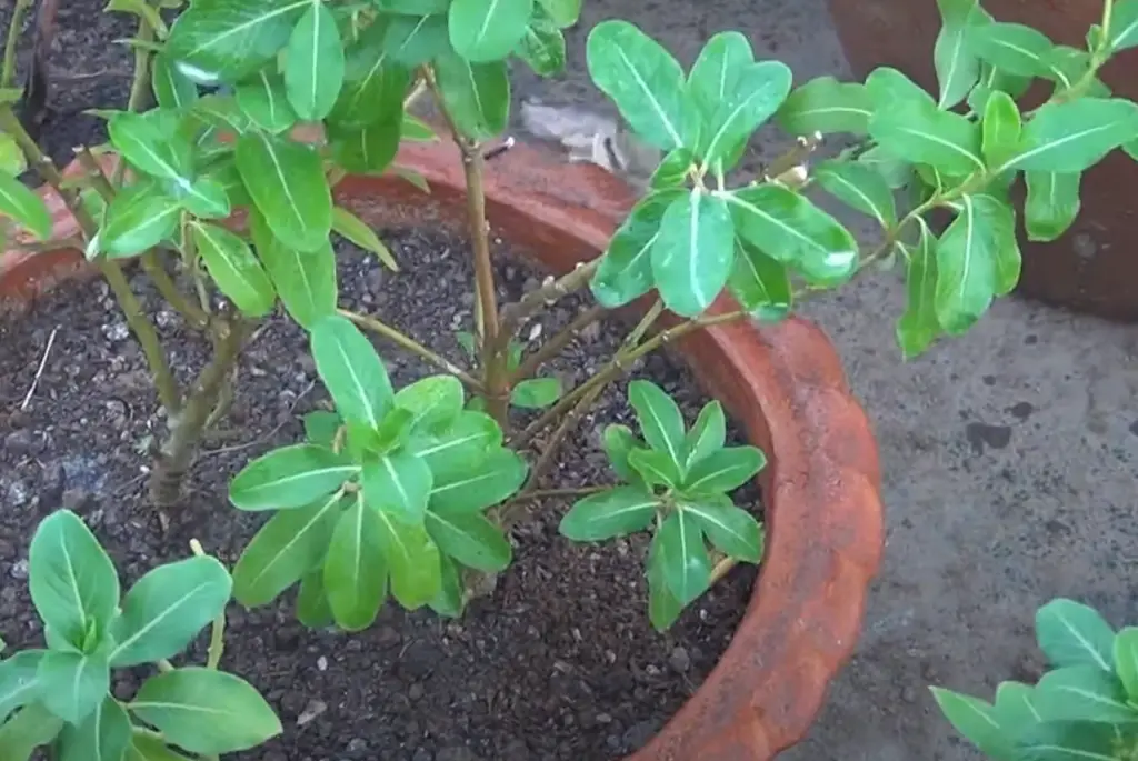 How do you grow vinca seeds indoors?