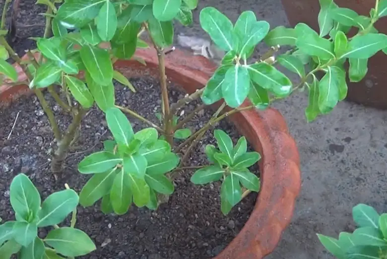How to Grow Vinca From Seed? GardenProfy