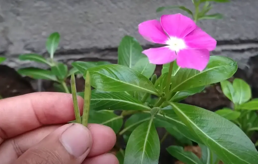 When should you plant vinca seeds?