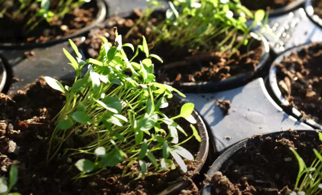 How to Harvest Parsley?