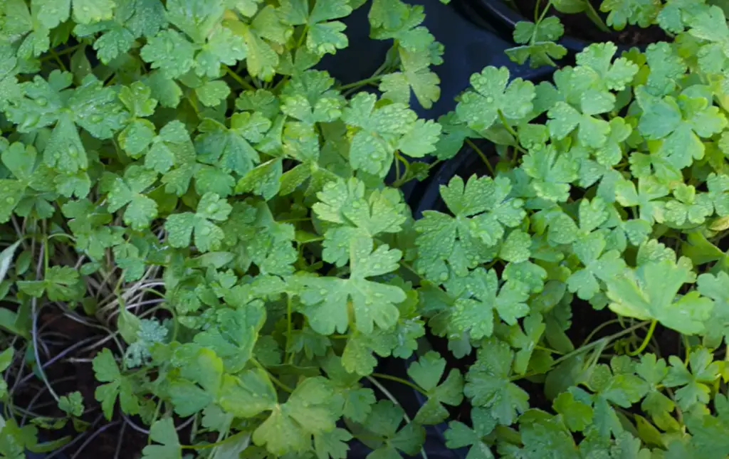 Will Parsley Grow Back After Cutting?