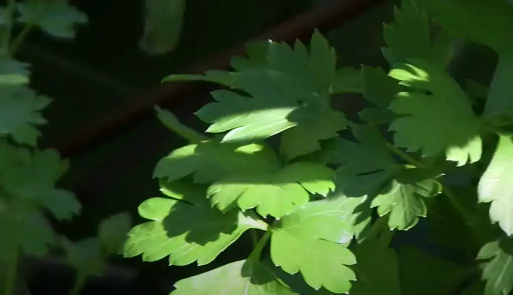 How to Harvest Parsley Seeds?