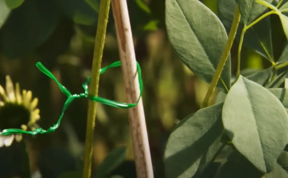 How to Keep Tall Garden Plants From Falling Over? GardenProfy