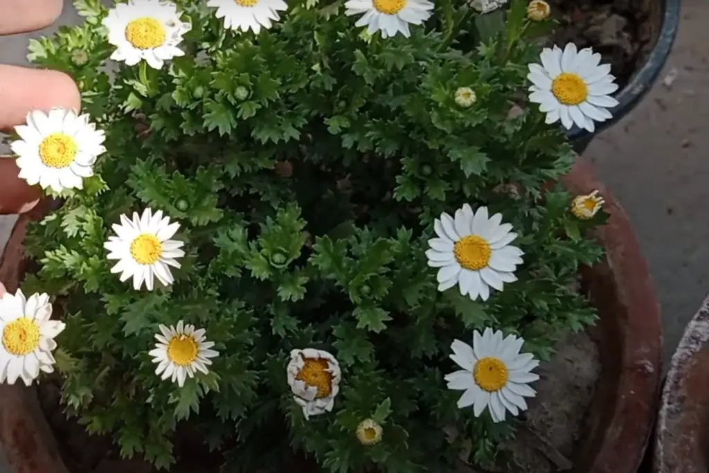 6 Types of Daisies