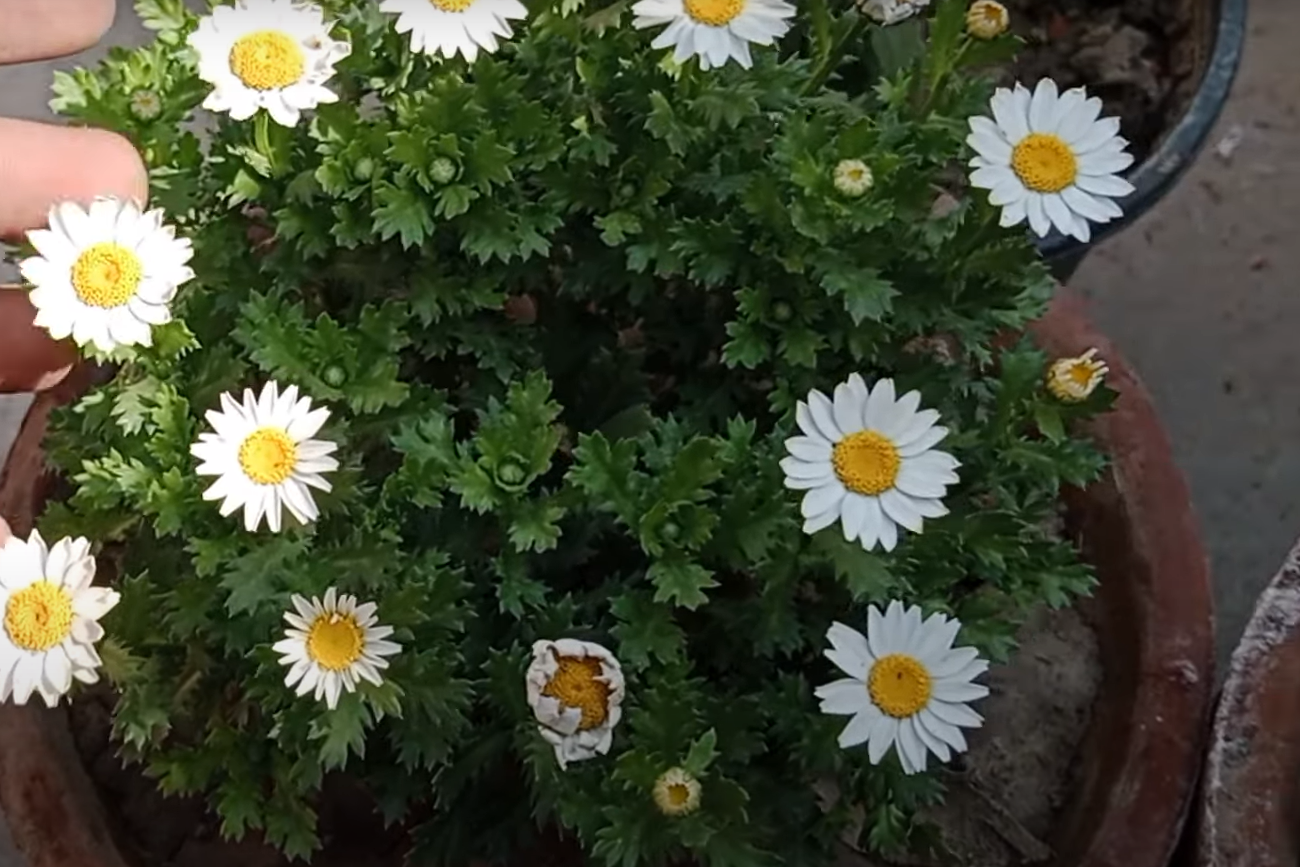 How to Plant, Grow, and Care for Daisy Flowers? GardenProfy