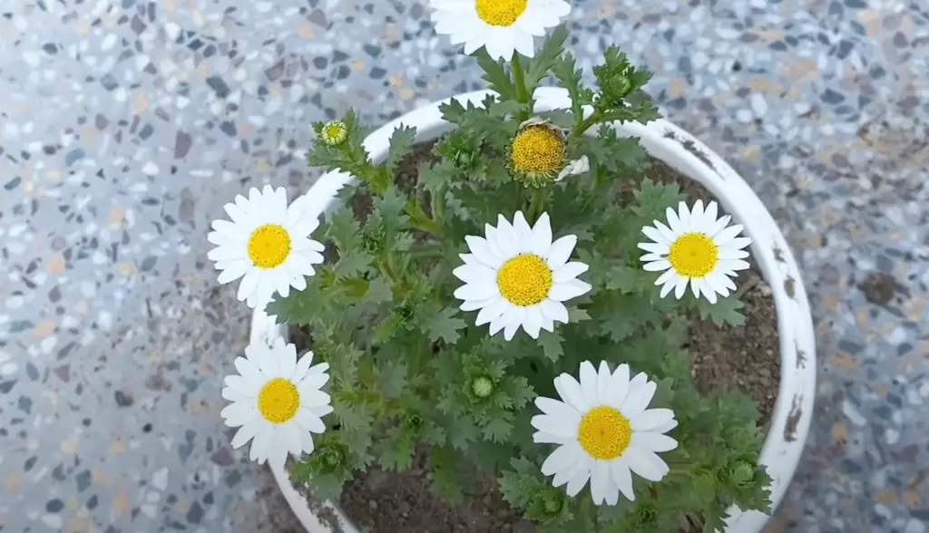 Are daisies indoor or outdoor plants?