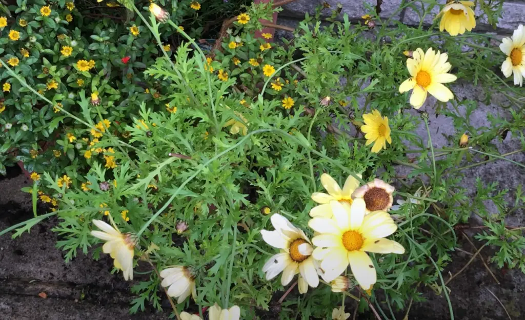 How can I use daisies in my garden?