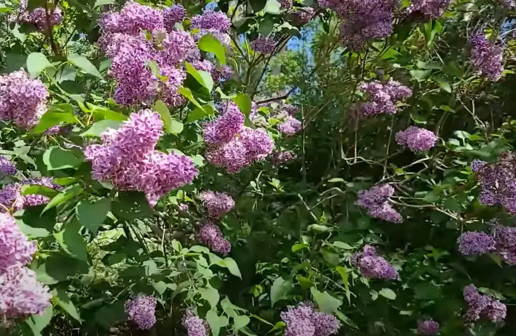 How Fast Do Lilac Cuttings Grow?
