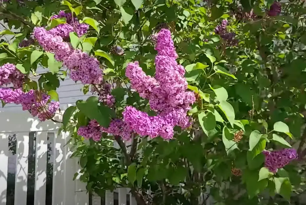 How deep should you plant lilacs?