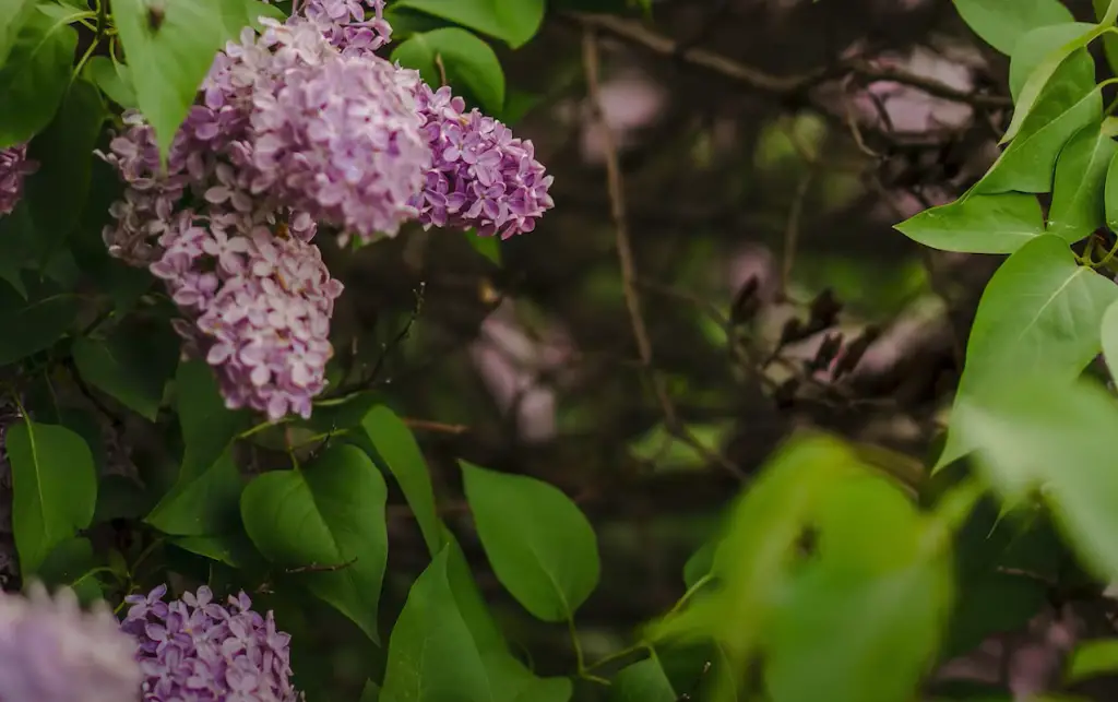 Can lilacs be propagated from cuttings?