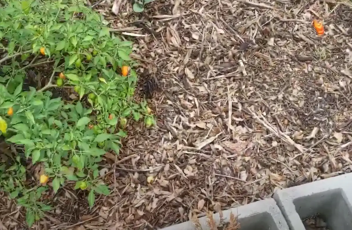 How to Stop Squirrels From Digging Up Plants? GardenProfy