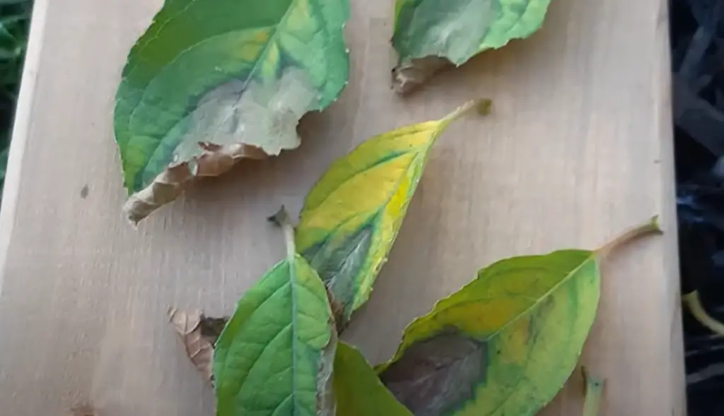 What should I do if my hydrangea leaves are turning yellow?