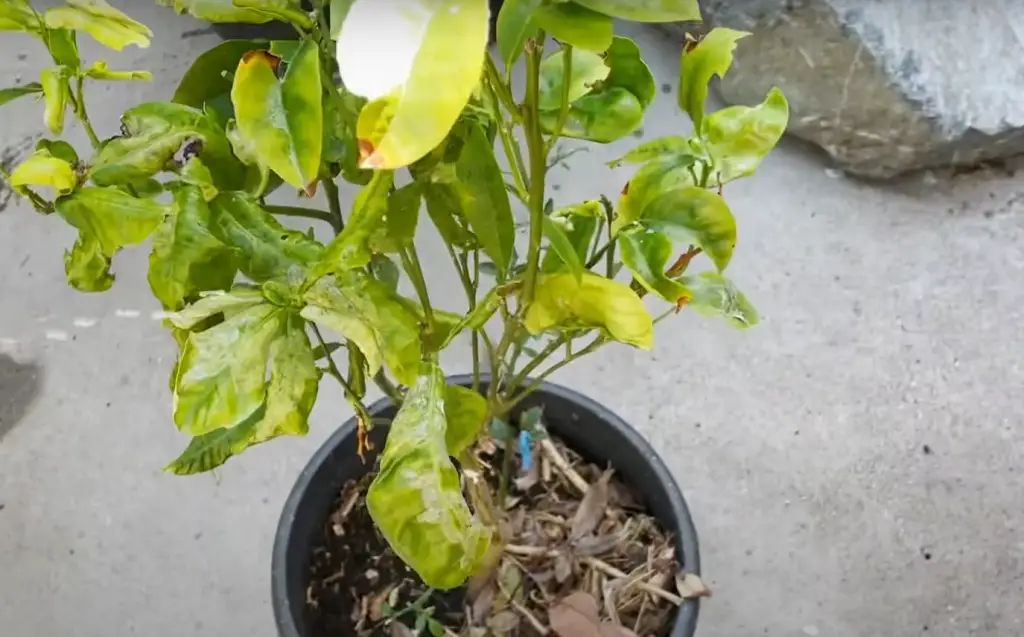 Will lemon tree leaves uncurl?