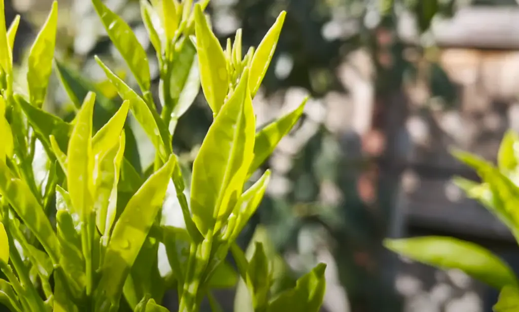 Does Lemon Tree Leaf Curling Happen With Indoor Lemon Trees?