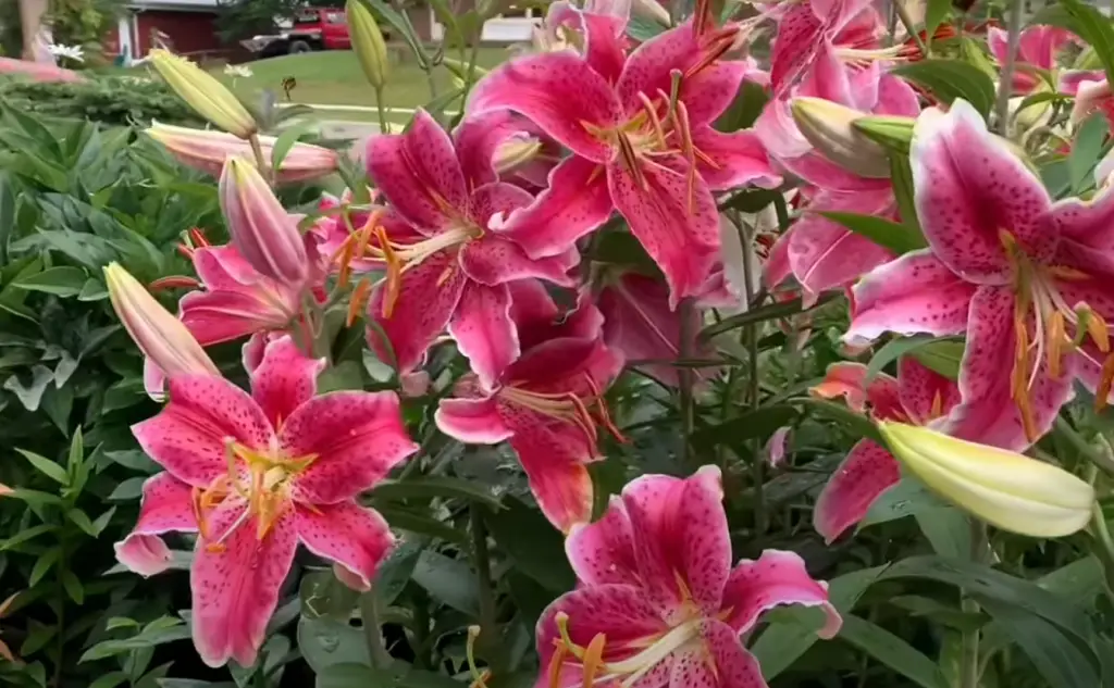 What precautions should I take to protect my lily garden?