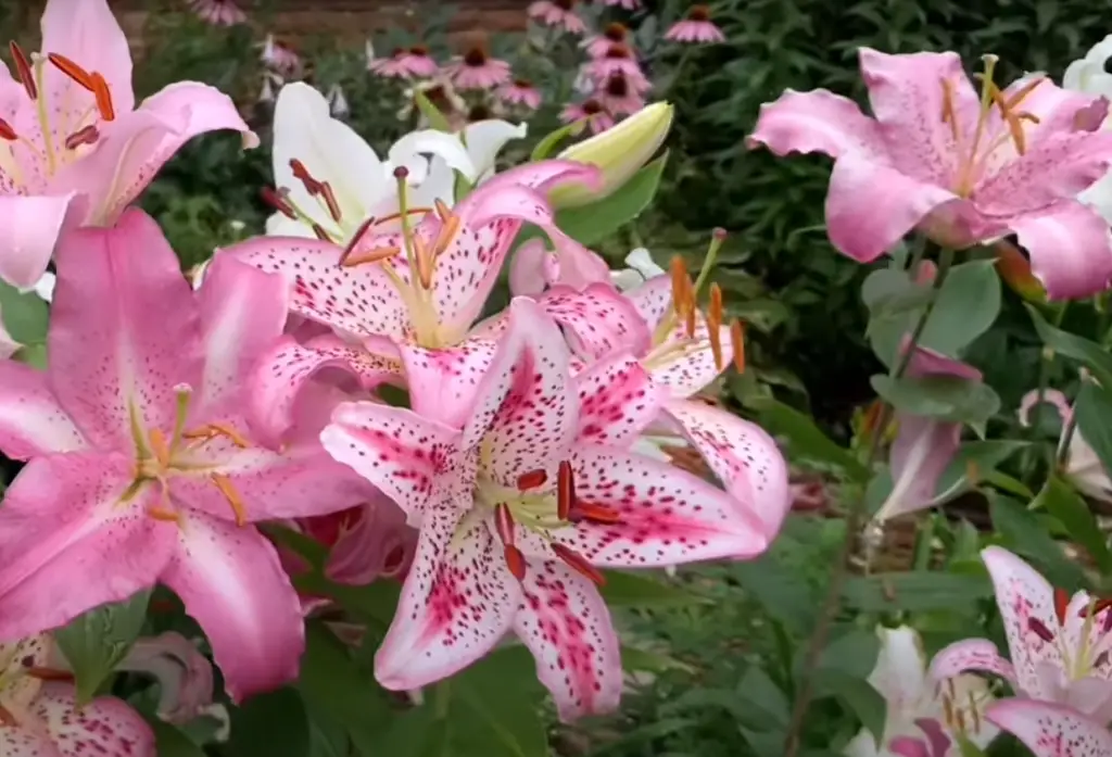 What other tips should I keep in mind when growing a lily garden?