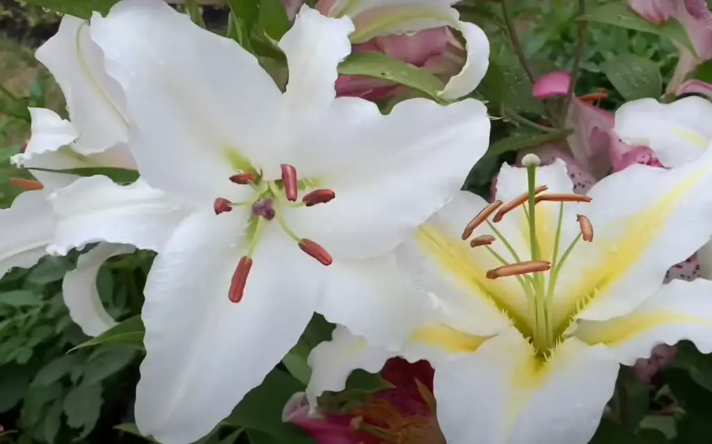 How can I keep my lilies looking their best throughout the season?